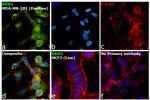 RRM2 Antibody in Immunocytochemistry (ICC/IF)