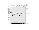 Nogo-B Antibody in Western Blot (WB)