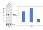 Nogo-B Antibody in Western Blot (WB)