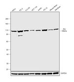 Alix Antibody in Western Blot (WB)