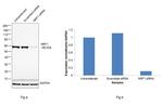 NRF1 Antibody