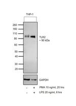 TLR2 Antibody