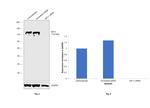 KIF11 Antibody