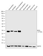 MOG Antibody in Western Blot (WB)