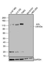 Axl Antibody