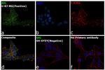 Axl Antibody in Immunocytochemistry (ICC/IF)