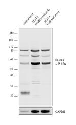 GLUT4 Antibody in Western Blot (WB)