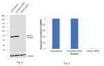 HDAC3 Antibody in Western Blot (WB)