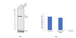 PKM2 Antibody in Western Blot (WB)