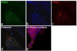 CD2AP Antibody in Immunocytochemistry (ICC/IF)