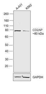 CD2AP Antibody in Western Blot (WB)