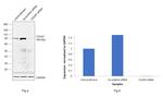 CD2AP Antibody in Western Blot (WB)