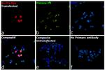 6x-His Tag Antibody in Immunocytochemistry (ICC/IF)