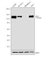 CD31 Antibody in Western Blot (WB)