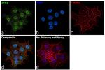 ATF2 Antibody in Immunocytochemistry (ICC/IF)