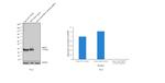 HSP27 Antibody in Western Blot (WB)