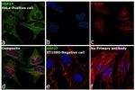 HSP27 Antibody in Immunocytochemistry (ICC/IF)