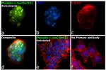 Phospho-c-Jun (Ser63) Antibody in Immunocytochemistry (ICC/IF)