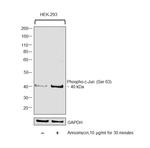 Phospho-c-Jun (Ser63) Antibody in Western Blot (WB)