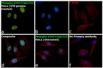 Phospho-STAT1 (Ser727) Antibody