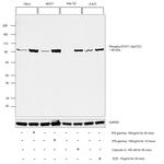 Phospho-STAT1 (Ser727) Antibody