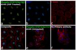 Phospho-STAT3 (Ser727) Antibody in Immunocytochemistry (ICC/IF)
