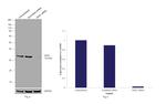 VDAC Antibody in Western Blot (WB)