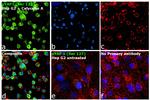 Phospho-YAP1 (Ser127) Antibody