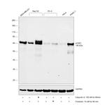 Phospho-YAP1 (Ser127) Antibody in Western Blot (WB)