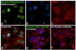 Phospho-Nrf2 (Ser40) Antibody