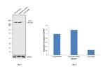 ATM Antibody in Western Blot (WB)