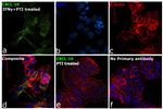 CXCL10 Antibody in Immunocytochemistry (ICC/IF)