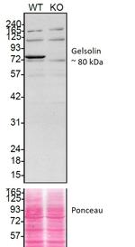 Gelsolin Antibody in Western Blot (WB)