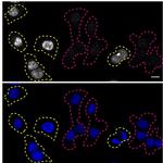 RXRA Antibody in Immunocytochemistry (ICC/IF)