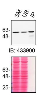 RXRA Antibody in Immunoprecipitation (IP)