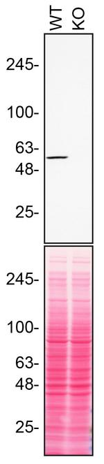 RXRA Antibody