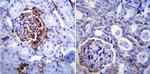 ICAM-1 Antibody in Immunohistochemistry (Paraffin) (IHC (P))