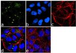 ICAM-1 Antibody in Immunocytochemistry (ICC/IF)