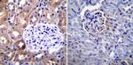 ICAM-1 Antibody in Immunohistochemistry (Paraffin) (IHC (P))