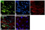 EZH2 Antibody in Immunocytochemistry (ICC/IF)