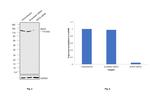 EZH2 Antibody in Western Blot (WB)