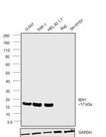 IBA1 Antibody