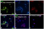 IBA1 Antibody in Immunocytochemistry (ICC/IF)