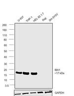 IBA1 Antibody in Western Blot (WB)