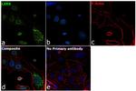 LXR beta Antibody in Immunocytochemistry (ICC/IF)