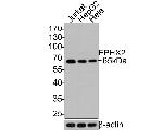 EPHX2 Antibody in Western Blot (WB)