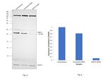 RAB10 Antibody in Western Blot (WB)