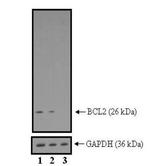 Bcl-2 Antibody in Western Blot (WB)