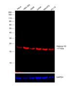 Histone H3 Antibody in Western Blot (WB)