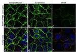 EGFR Antibody